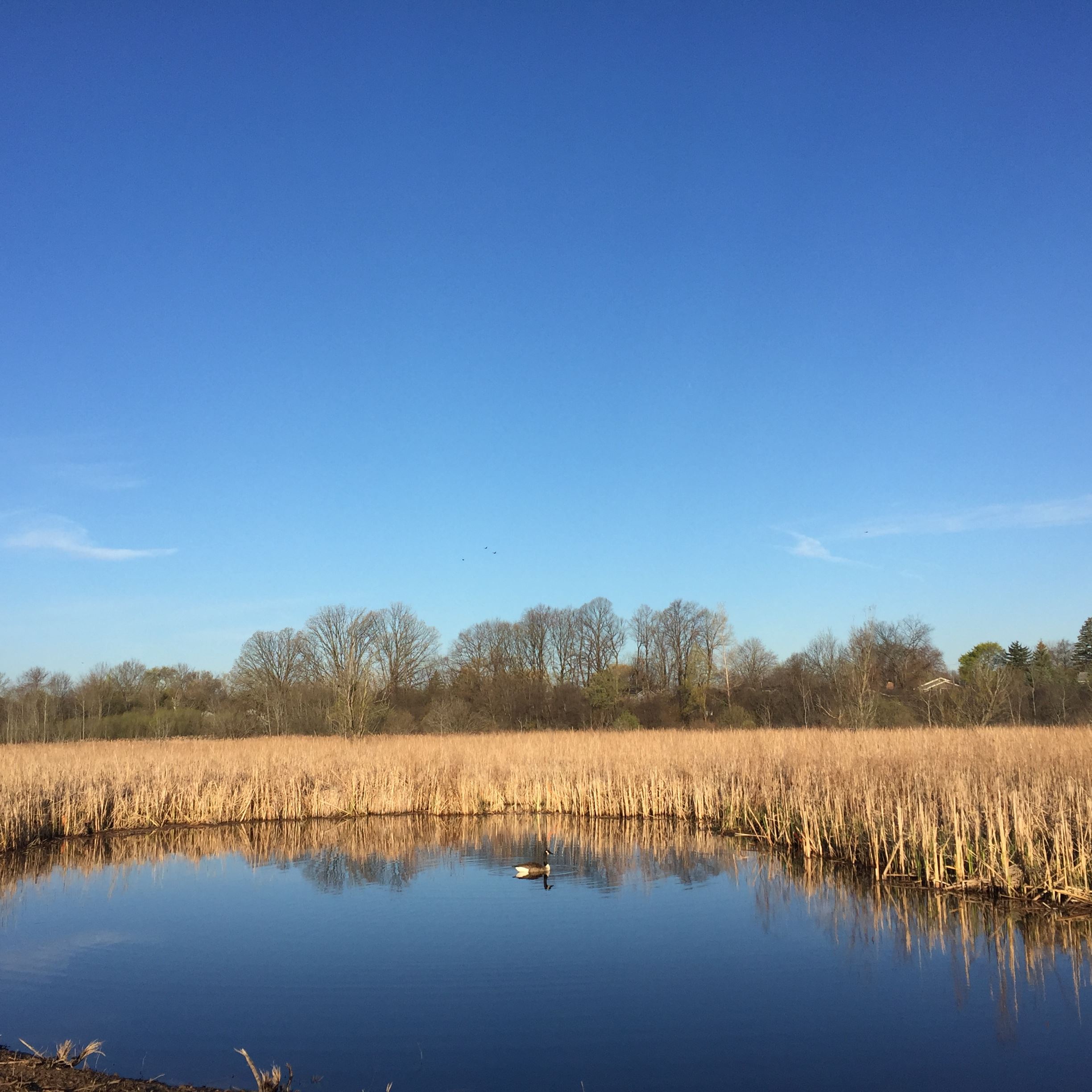 Brickyard trail pond_1